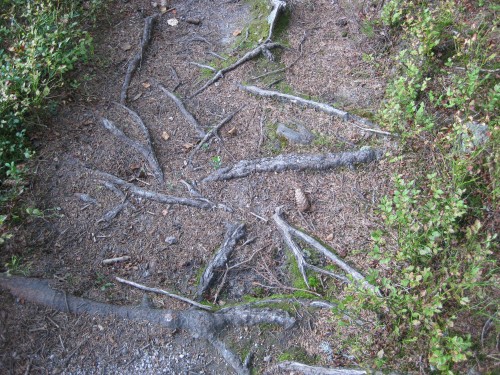 Roots creeping across path