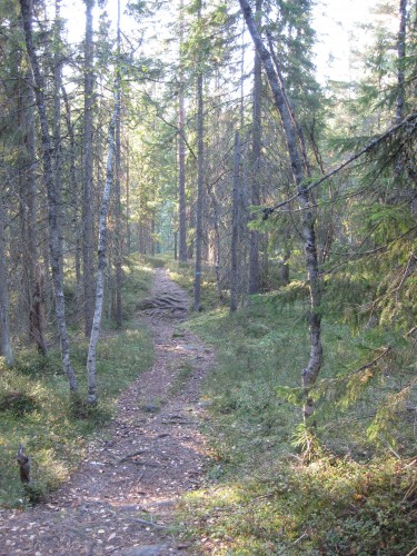 Forest path