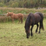 Black horse eating grass with brown horse in the background