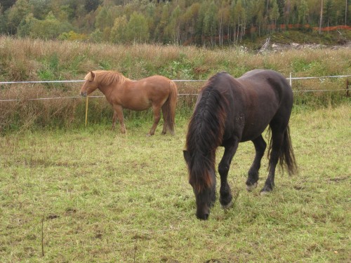Black horse eating grass with brown horse in the background